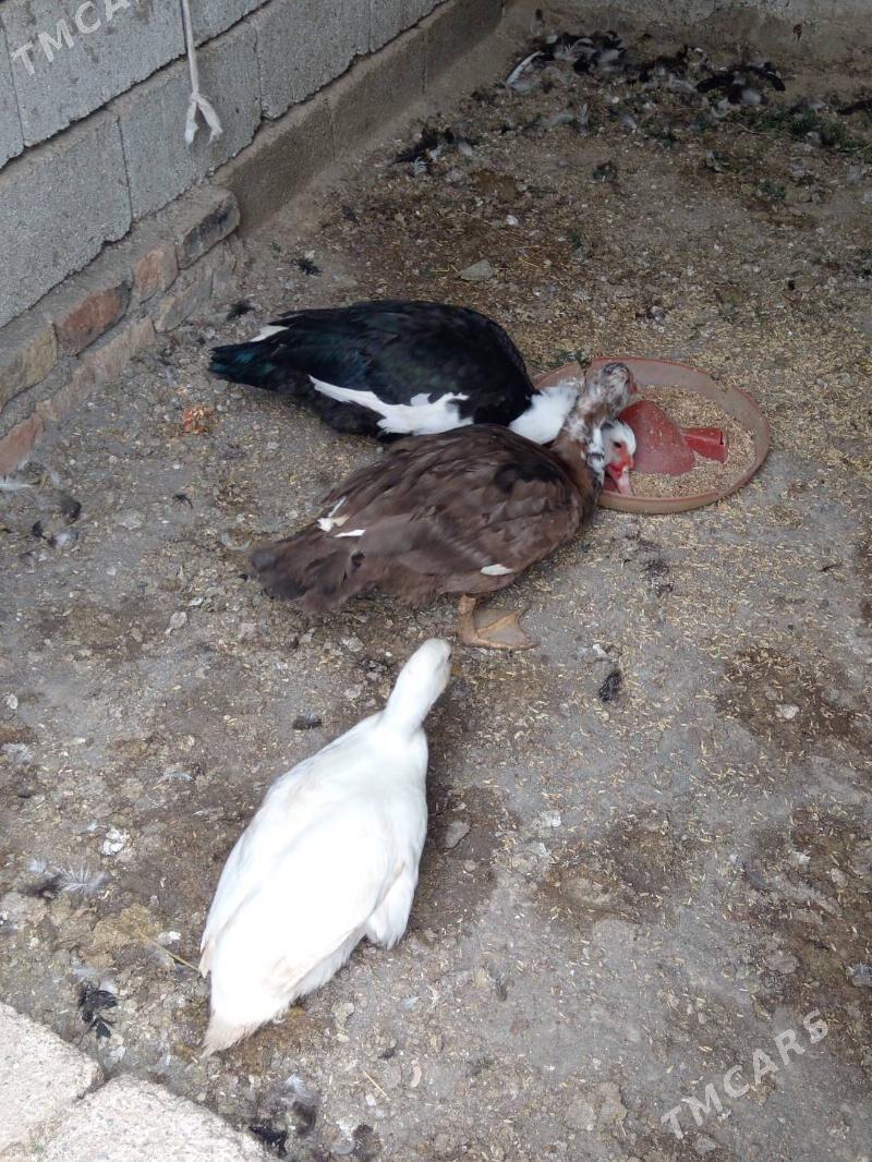 Erkek Indautka - Бузмеин - img 2