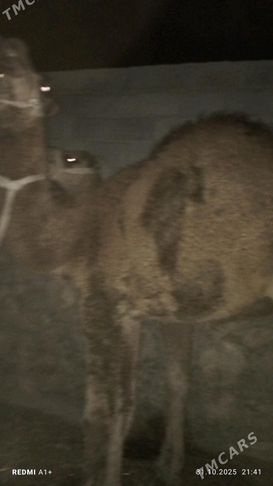 oşyk - Balkanabat - img 2