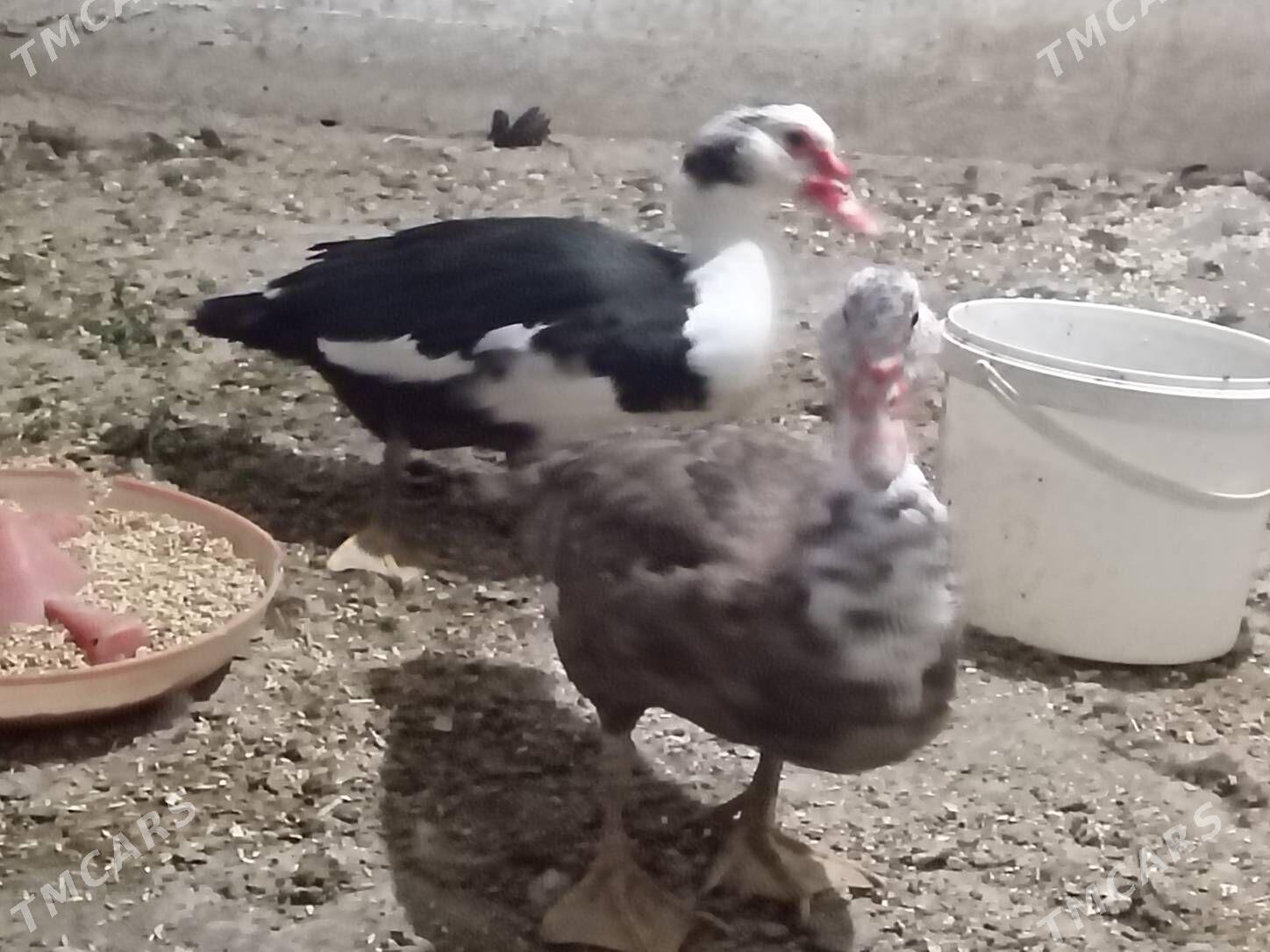 Erkek Indautka - Бузмеин - img 3