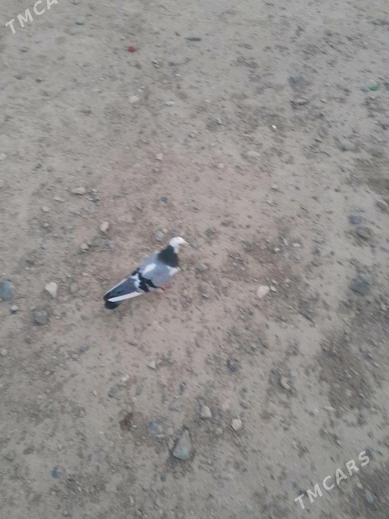 kepderi - Gyzylarbat - img 3