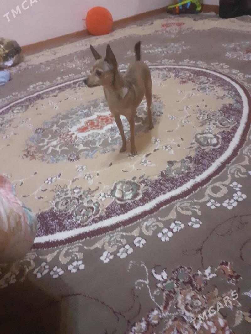 РУССКИЙ ТОЙ ТЕРЬЕРА ДЕВОЧКА - Aşgabat - img 2