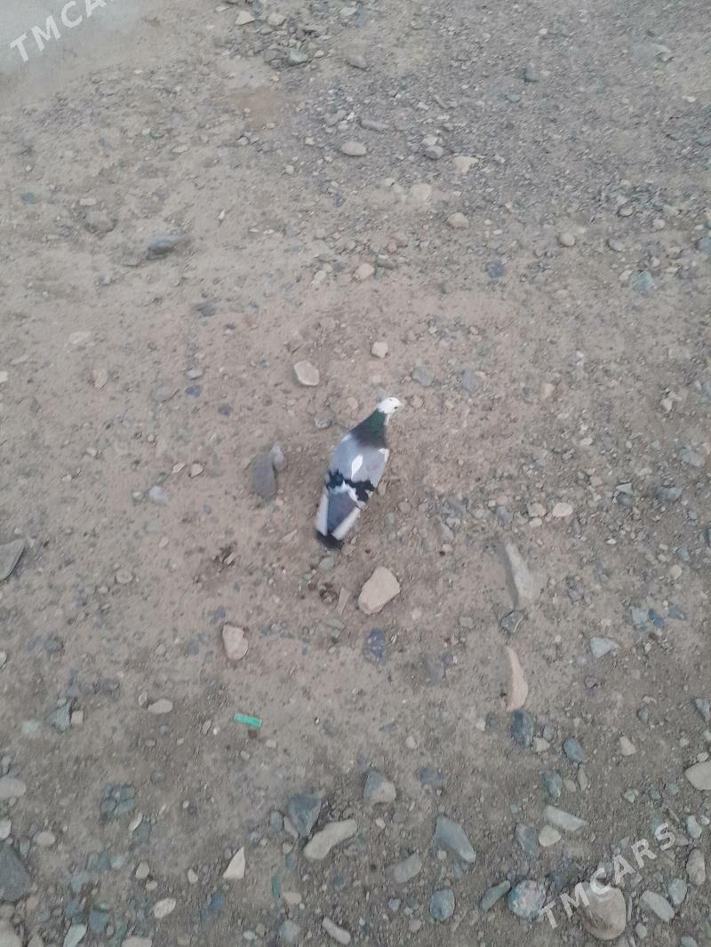 kepderi - Gyzylarbat - img 2