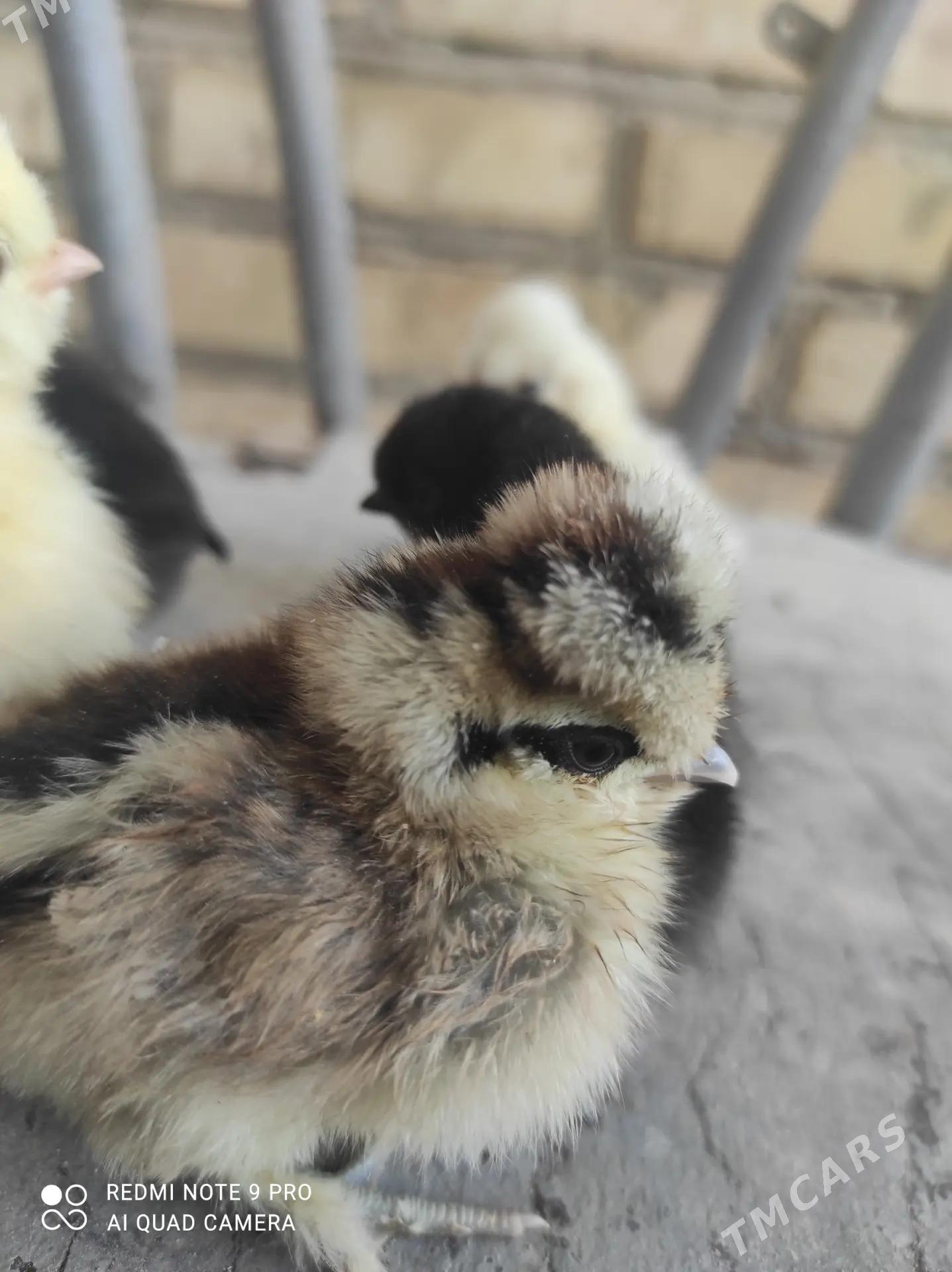 karlik troyka juyje - Gurtly - img 3