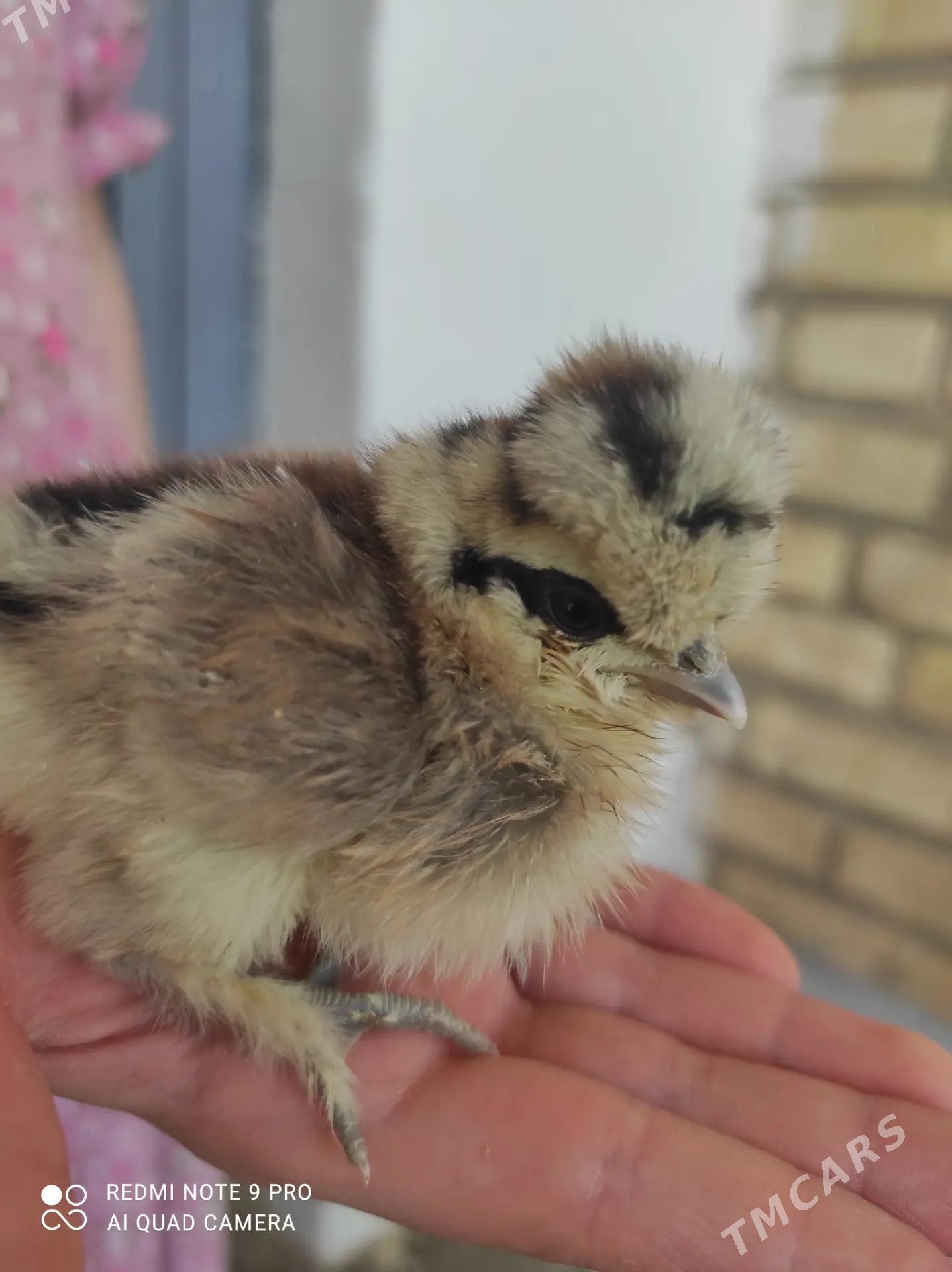 karlik troyka juyje - Gurtly - img 4