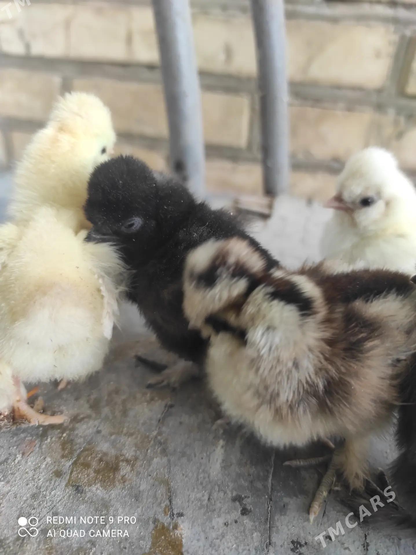 karlik troyka juyje - Gurtly - img 2