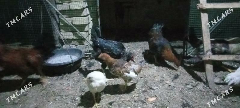 tovuk 7 aylyk - Çärjew - img 3