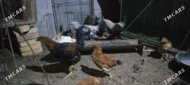 tovuk 7 aylyk - Çärjew - img 4