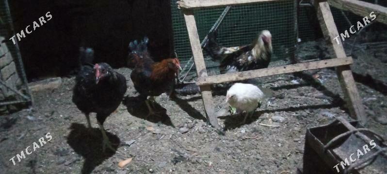 tovuk 7 aylyk - Çärjew - img 2