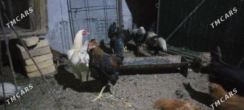 tovuk 7 aylyk - Çärjew - img 5