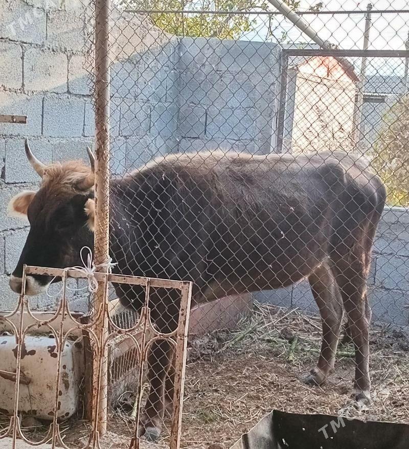 sygyr - Ýaşlyk - img 2