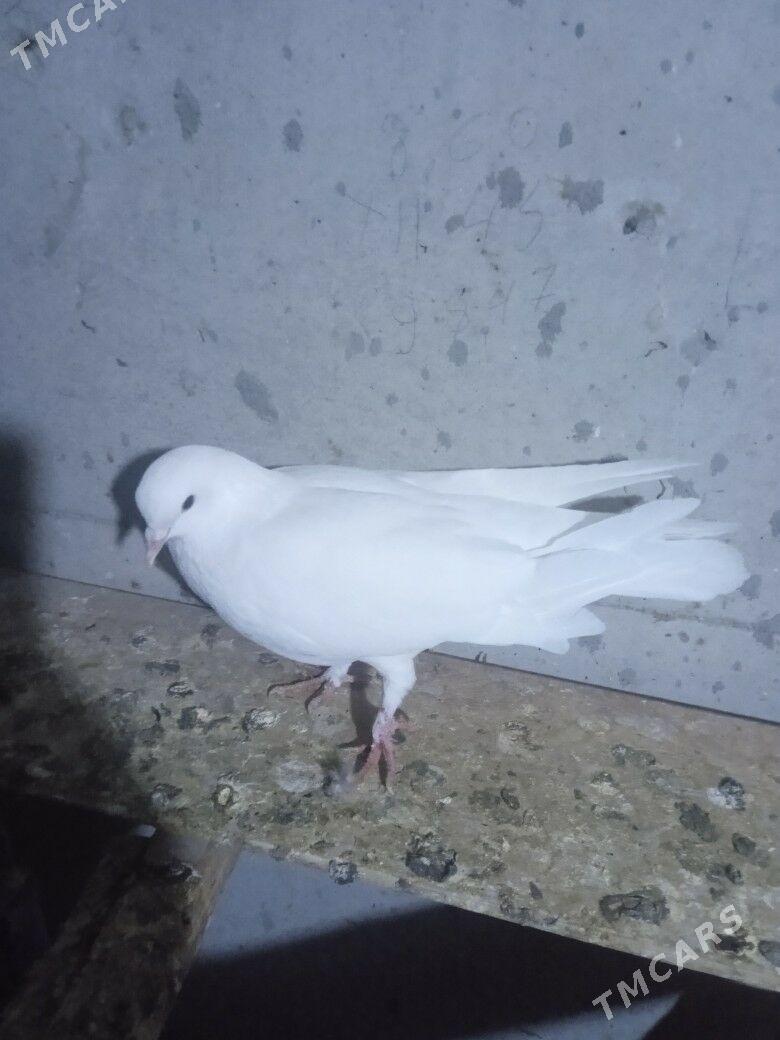 kepderi - Aşgabat - img 5