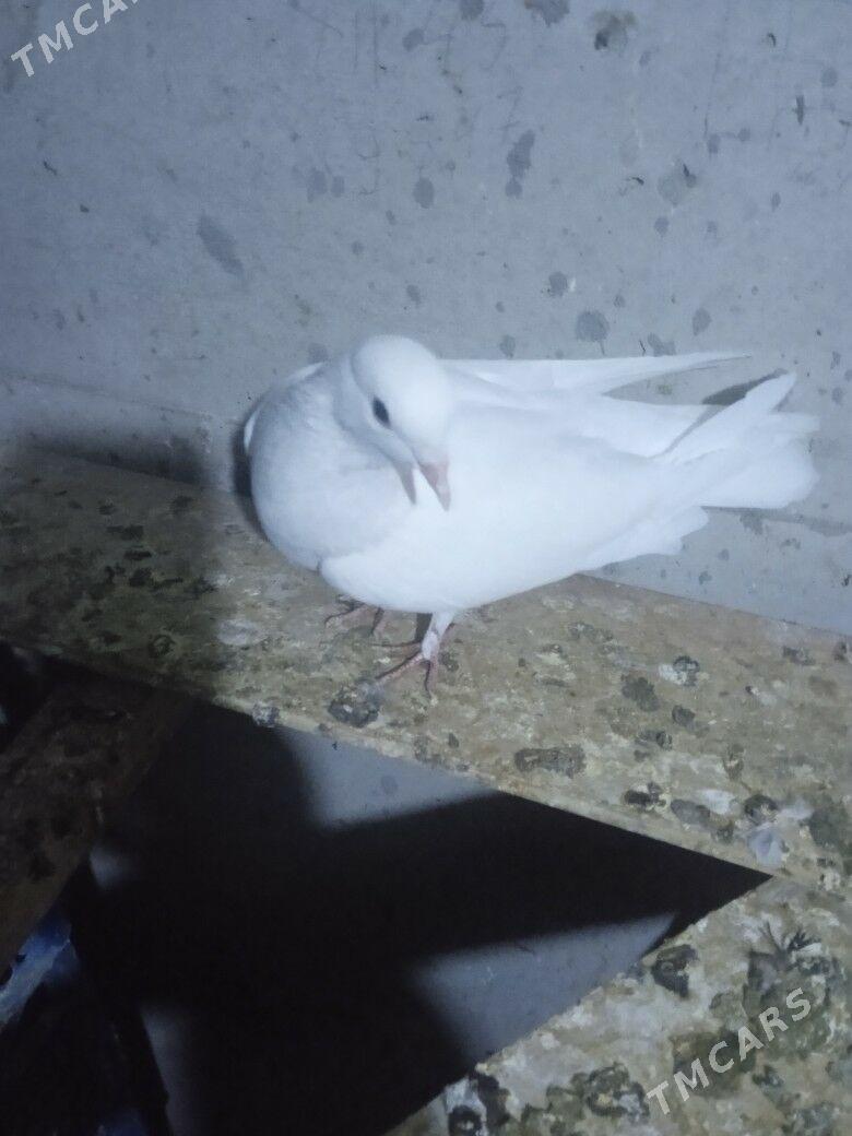 kepderi - Aşgabat - img 3