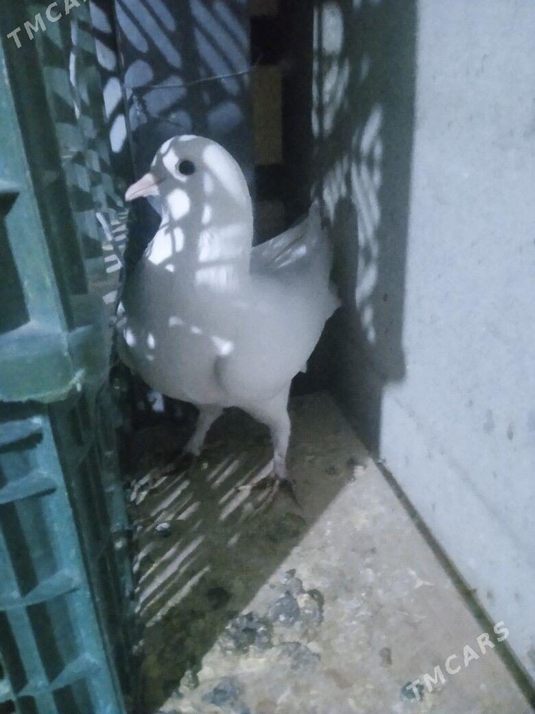 kepderi - Aşgabat - img 2