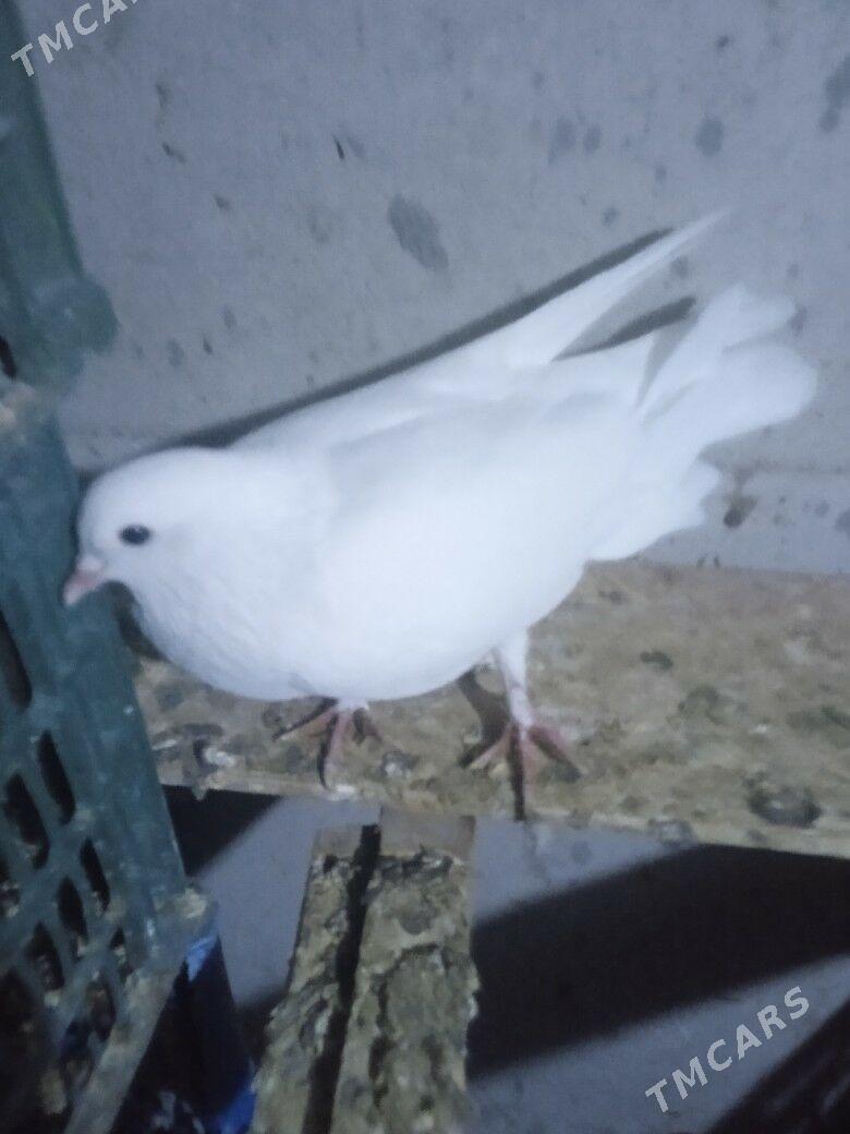 kepderi - Aşgabat - img 4