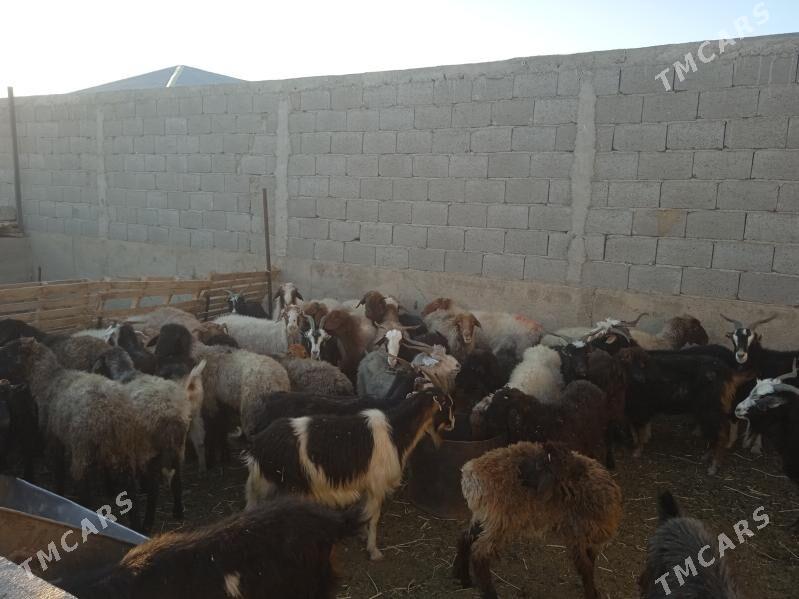 goyunlar we geciler. - Gyzylarbat - img 3