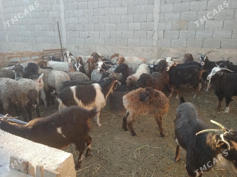 goyunlar we geciler. - Gyzylarbat - img 4