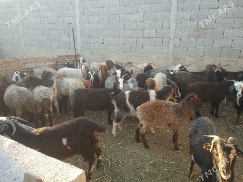 goyunlar we geciler. - Gyzylarbat - img 2