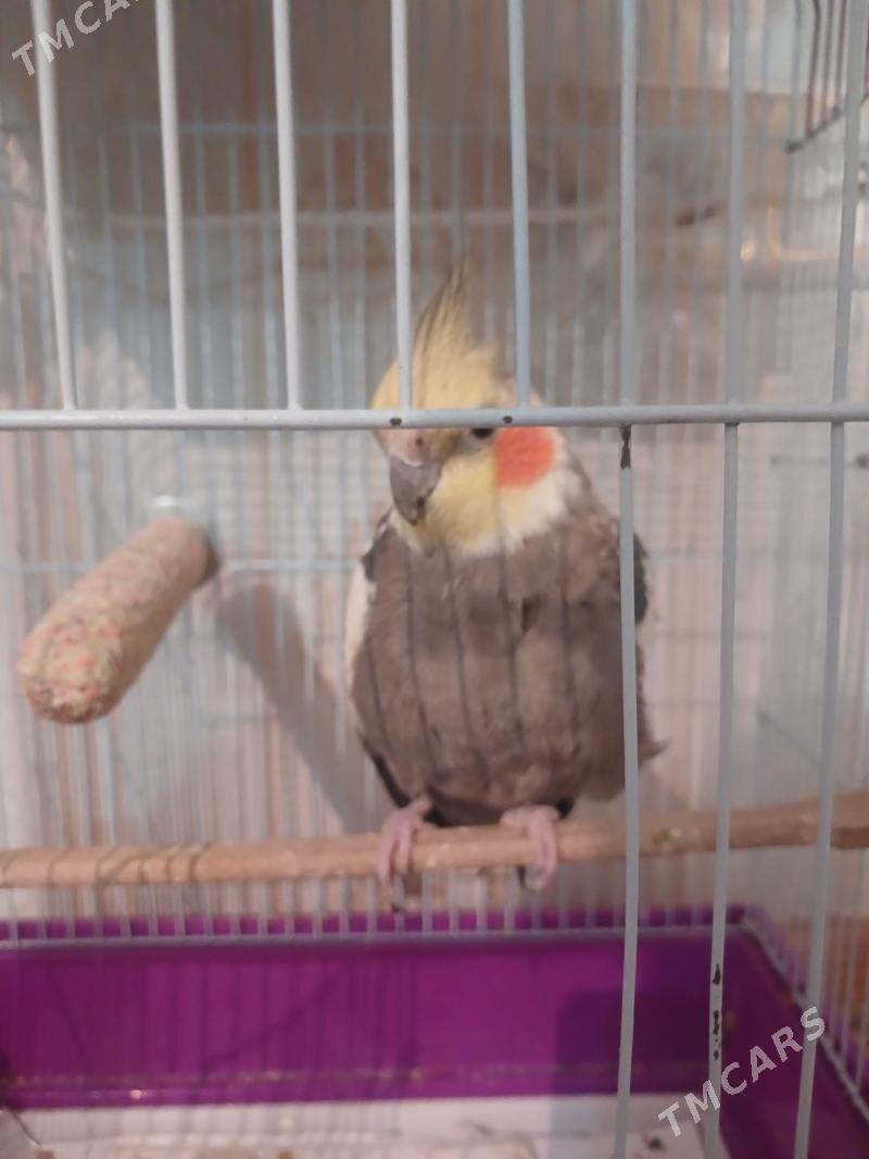 popugay - Hitrowka - img 4