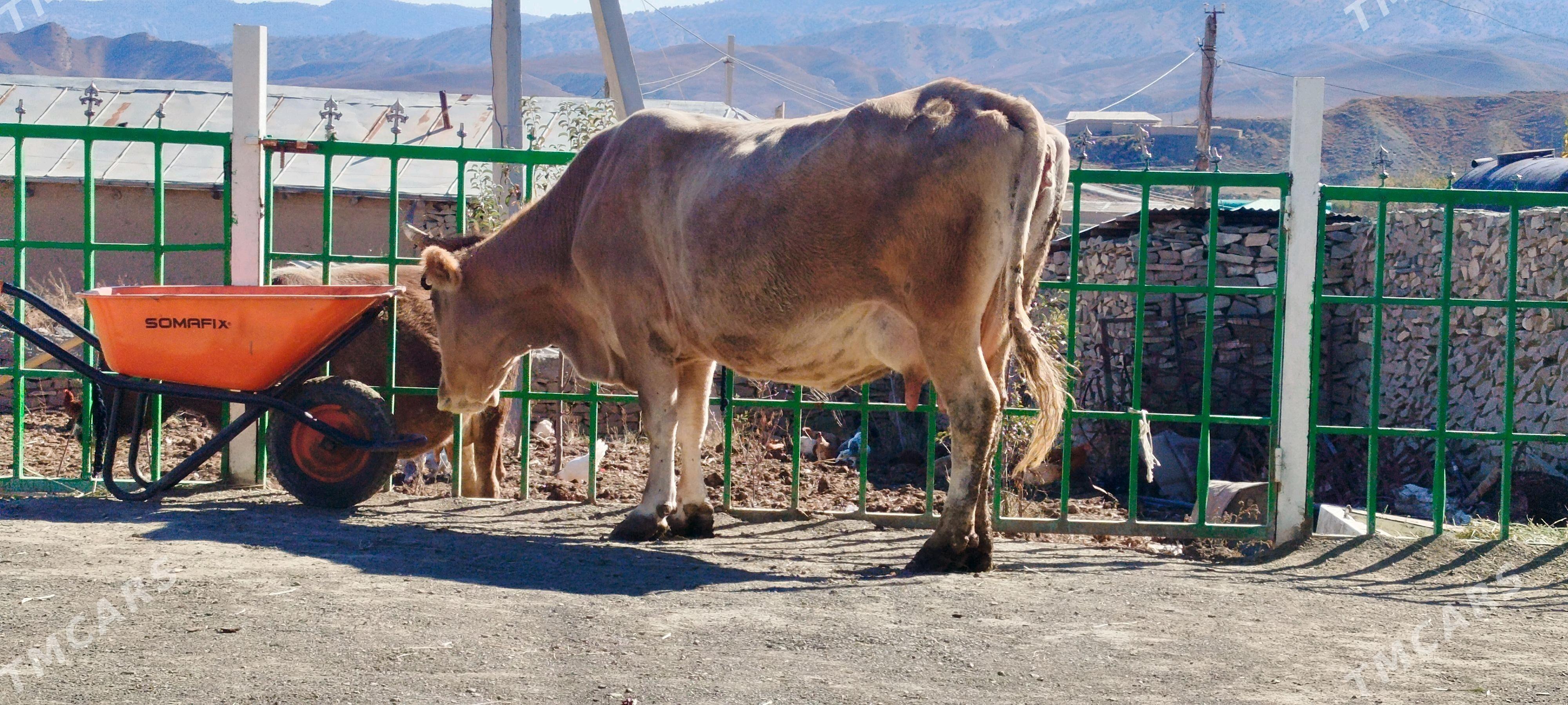 Süÿtly tohum şiwit sygyr - Bäherden - img 2