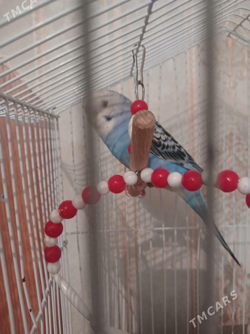 popugay - Hitrowka - img 2