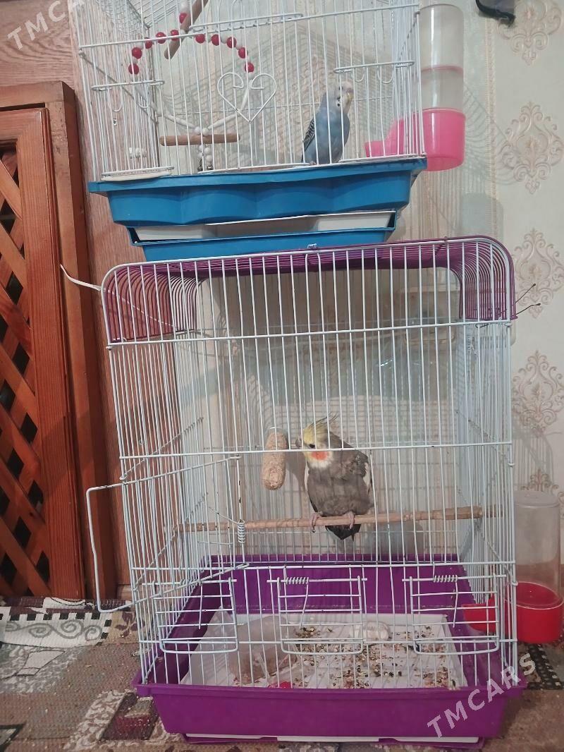 popugay - Hitrowka - img 3