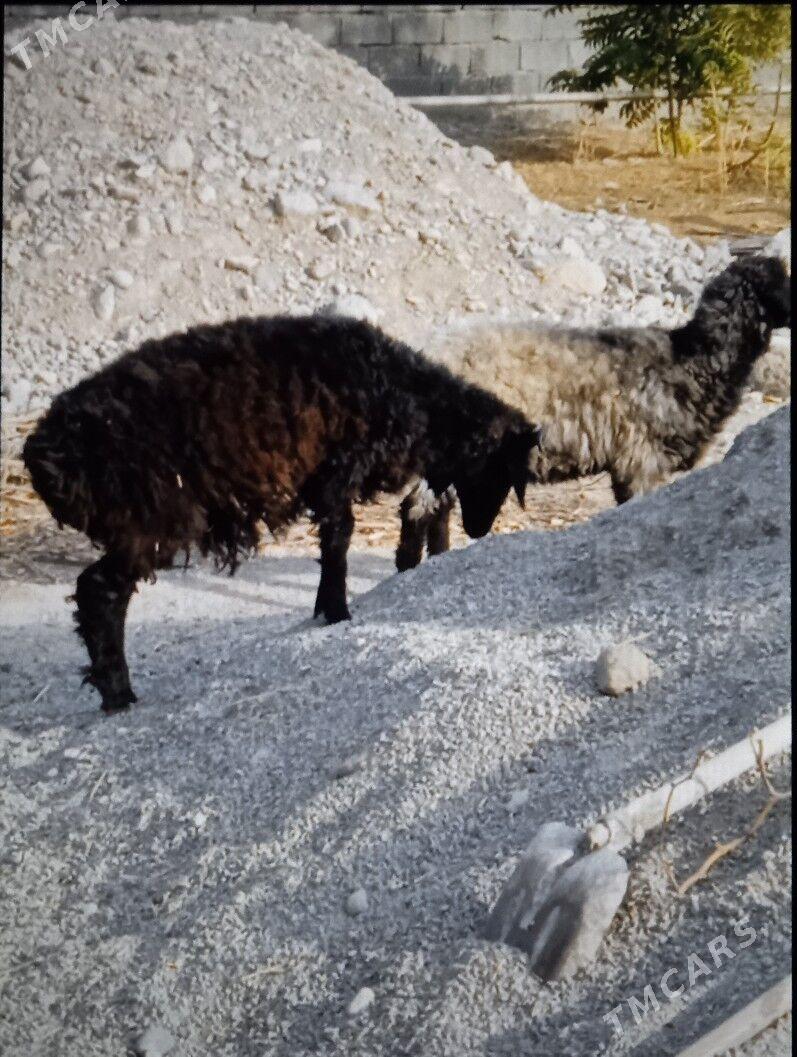 goyun - Büzmeýin - img 2