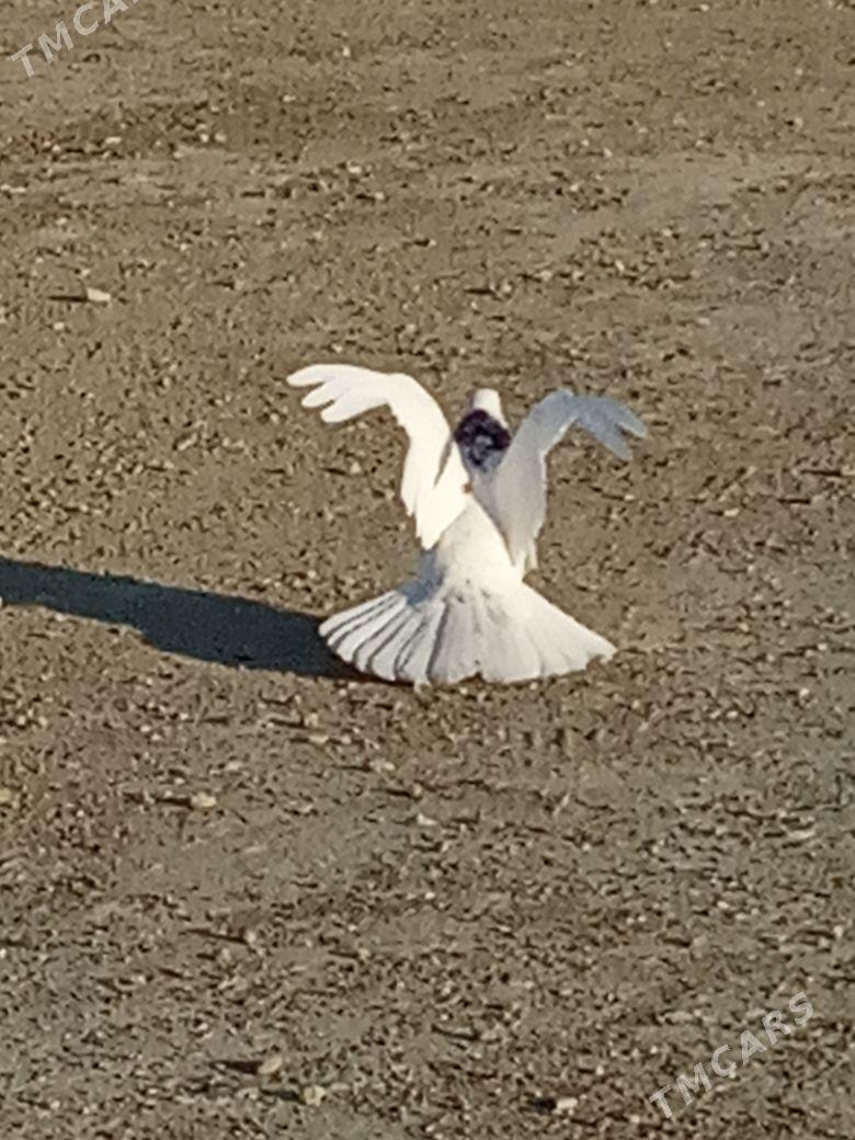 myramyr kepderı - Bereket - img 2