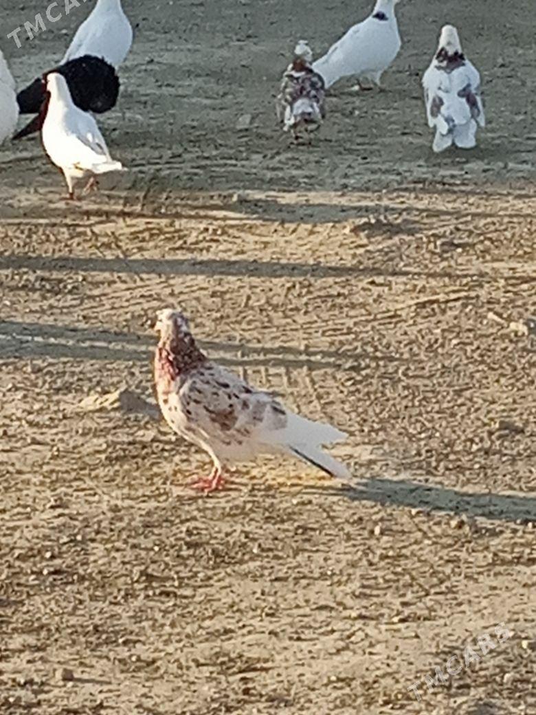 myramyr kepderı - Bereket - img 8