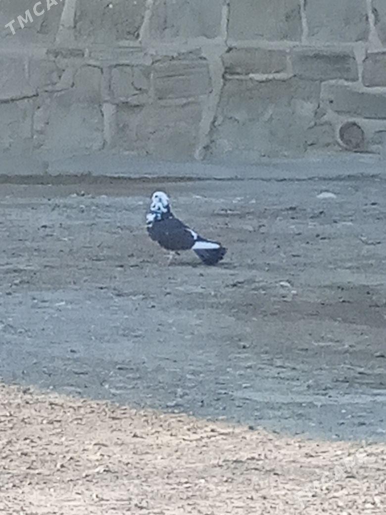 myramyr kepderı - Bereket - img 6