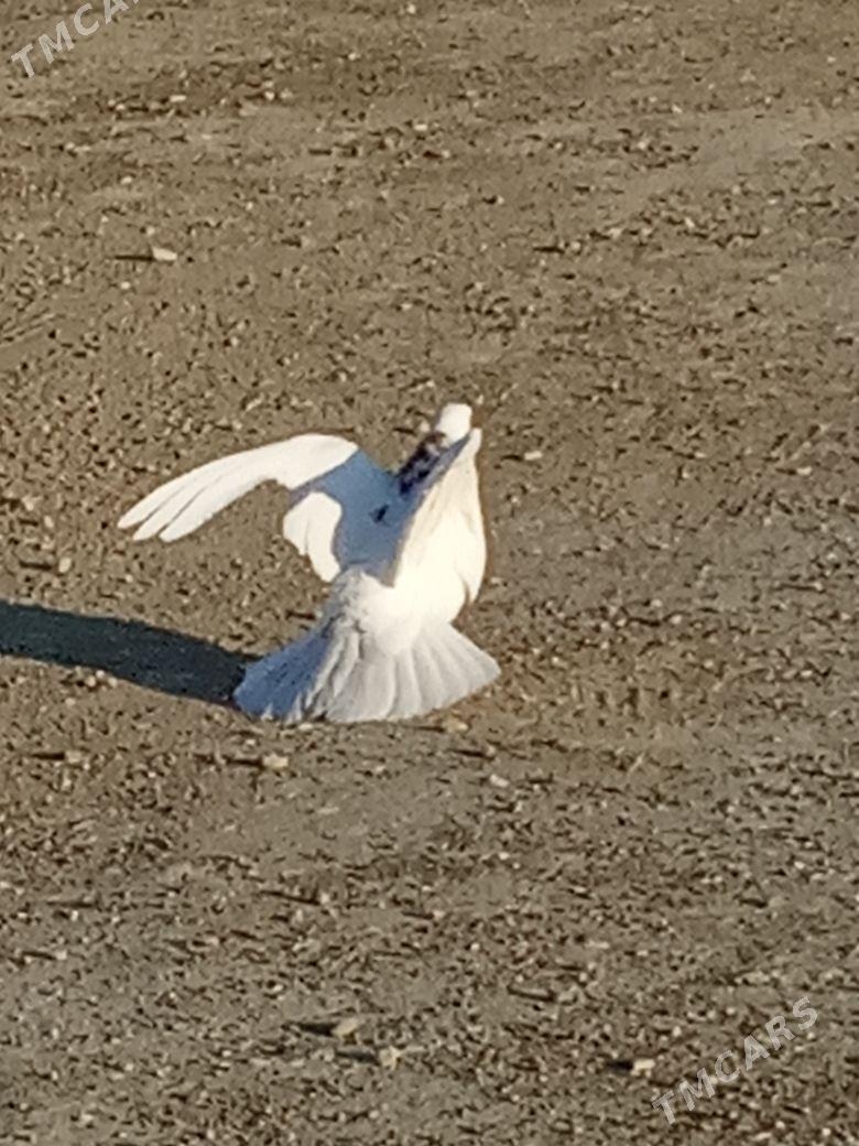 myramyr kepderı - Bereket - img 5