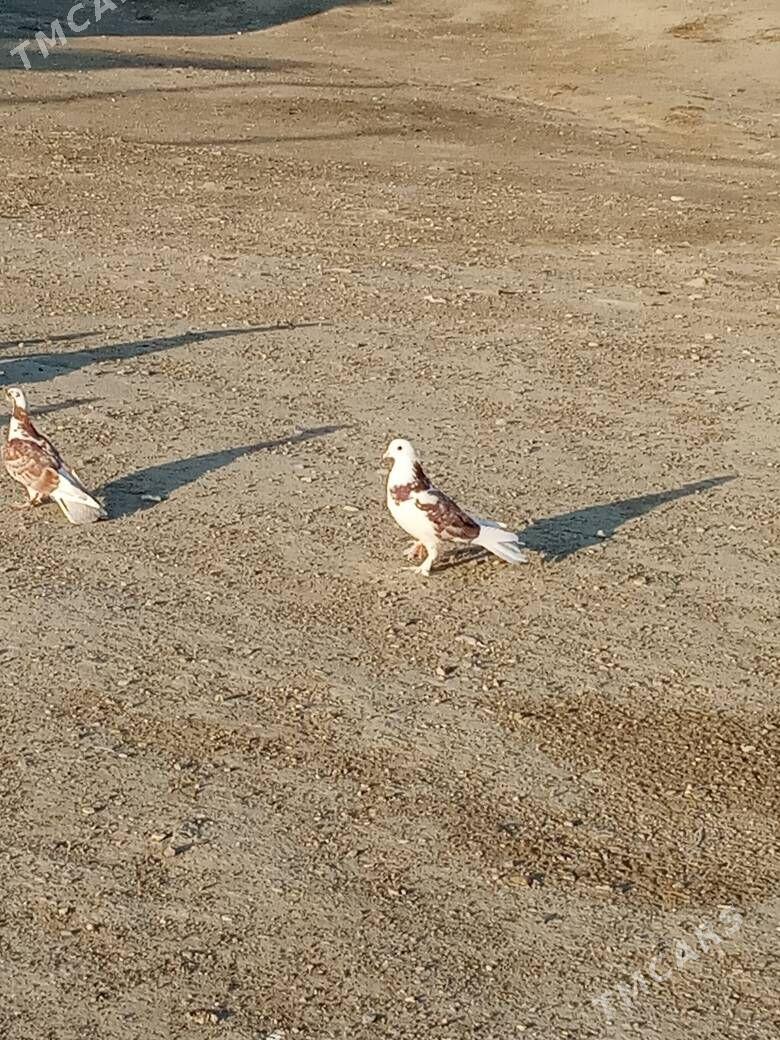myramyr kepderı - Bereket - img 9