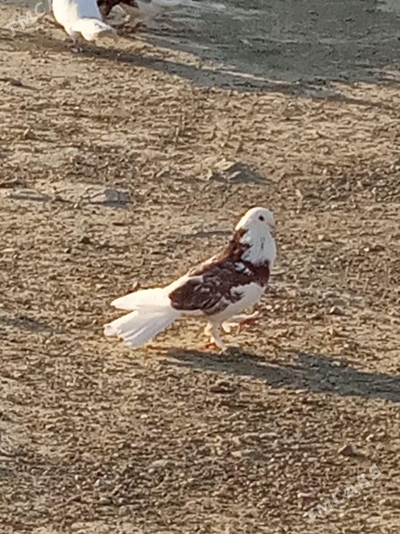 myramyr kepderı - Bereket - img 10