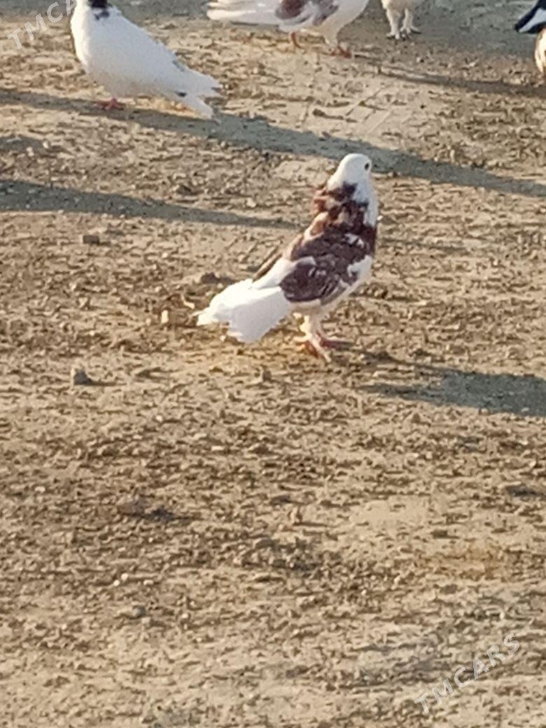 myramyr kepderı - Bereket - img 7