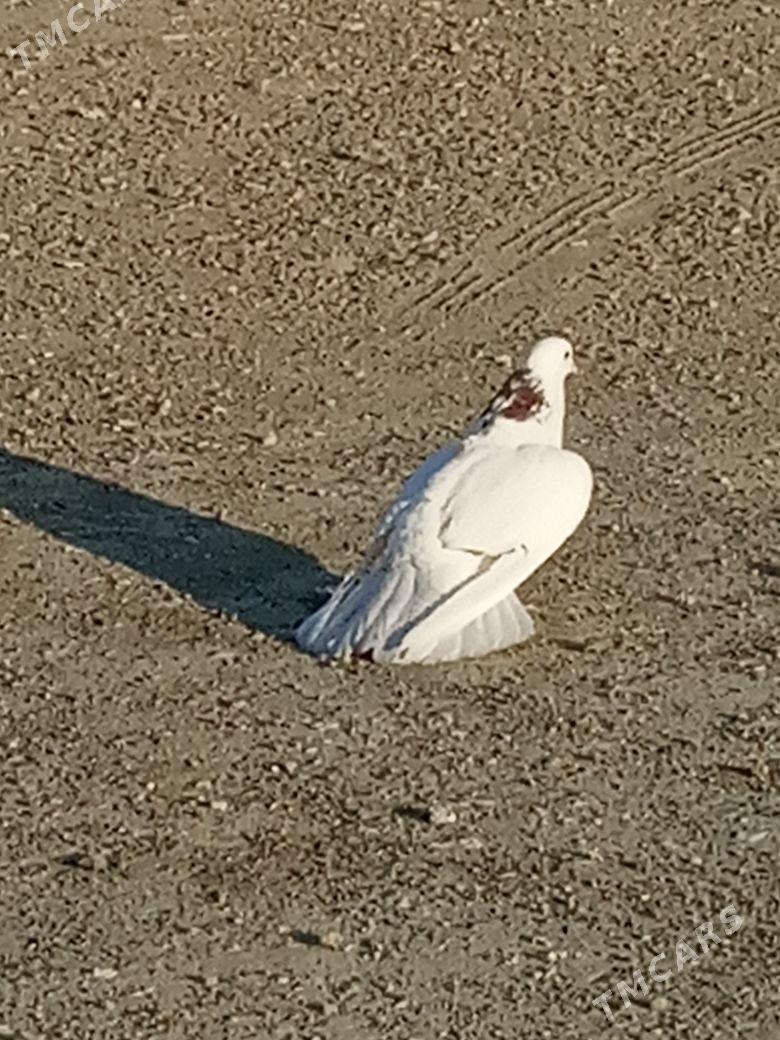 myramyr kepderı - Bereket - img 3