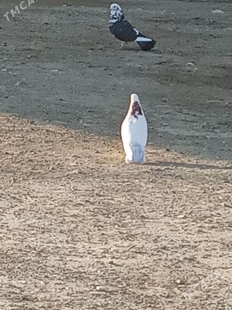 myramyr kepderı - Bereket - img 4