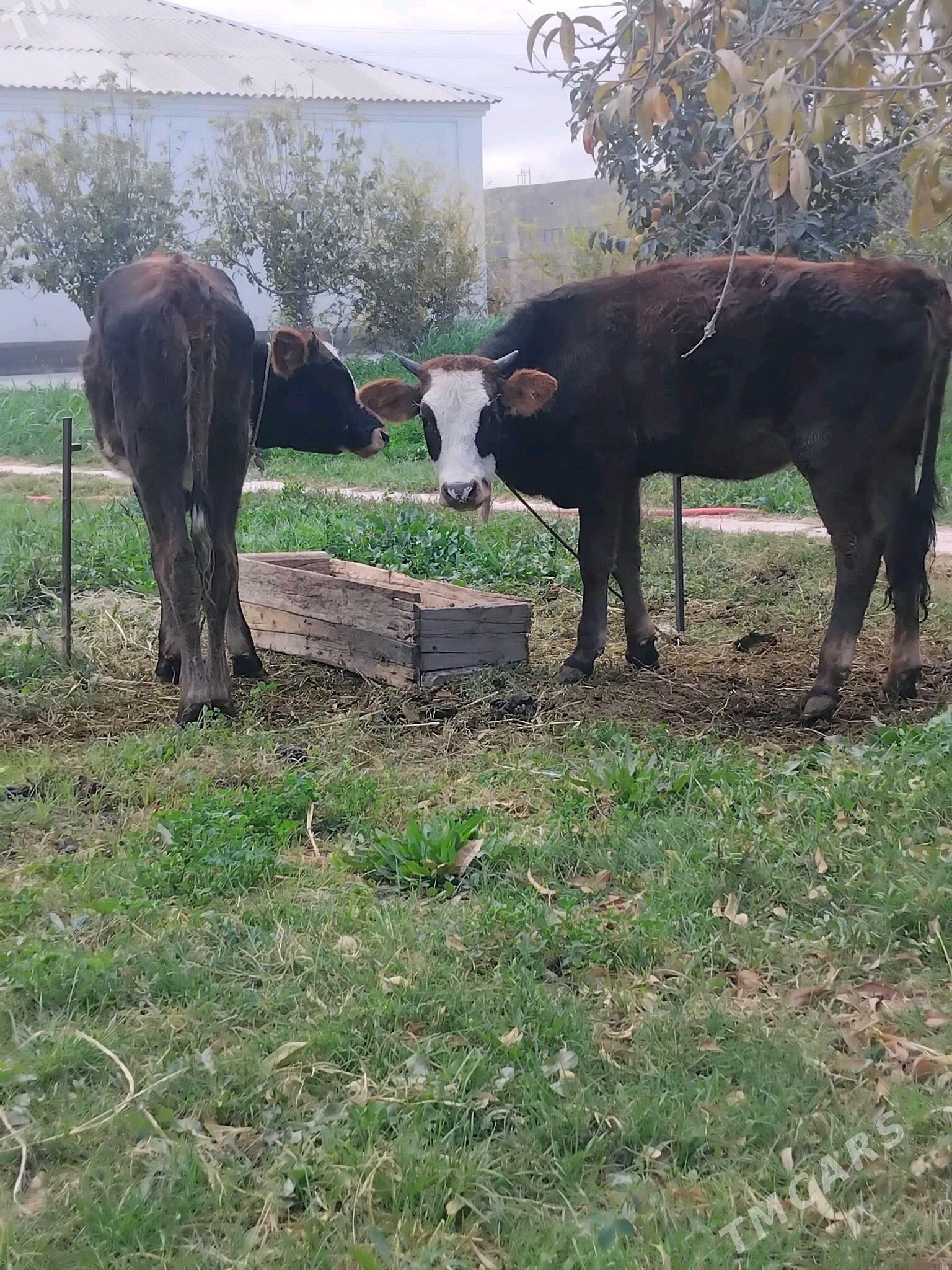 Tüwe - Gökdepe - img 2