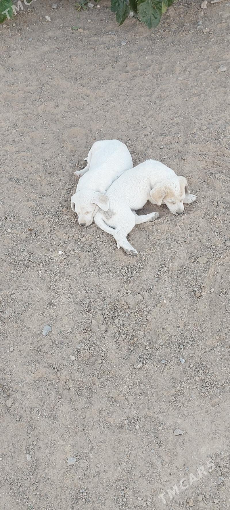 Собачки   ищут дом - Aşgabat - img 3