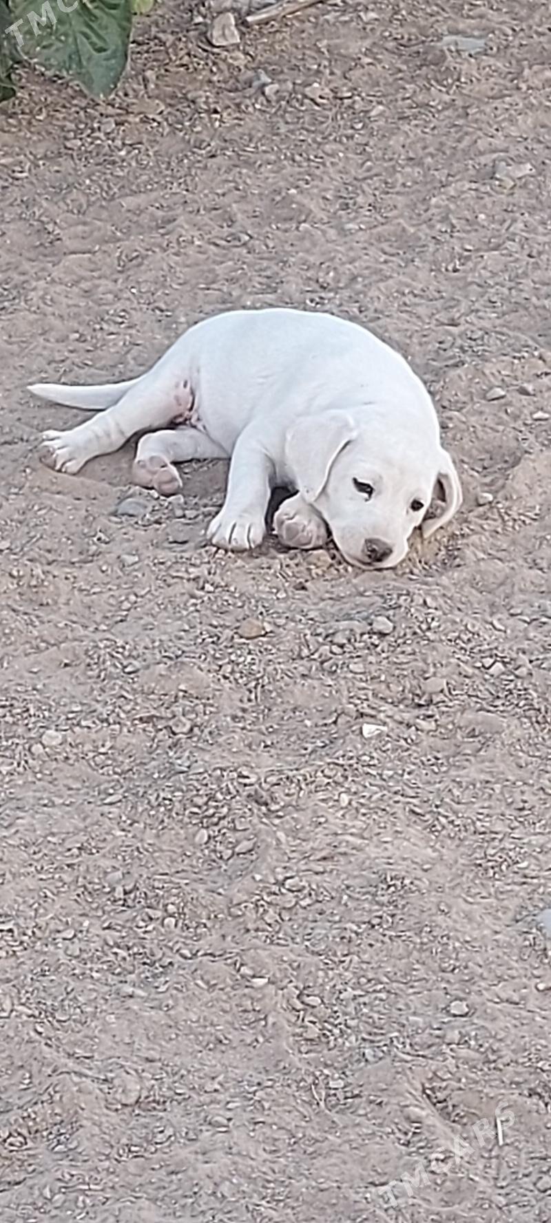 Собачки   ищут дом - Aşgabat - img 2