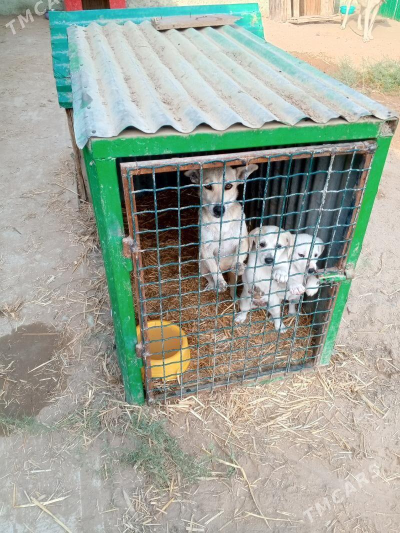 Собачки   ищут дом - Aşgabat - img 5