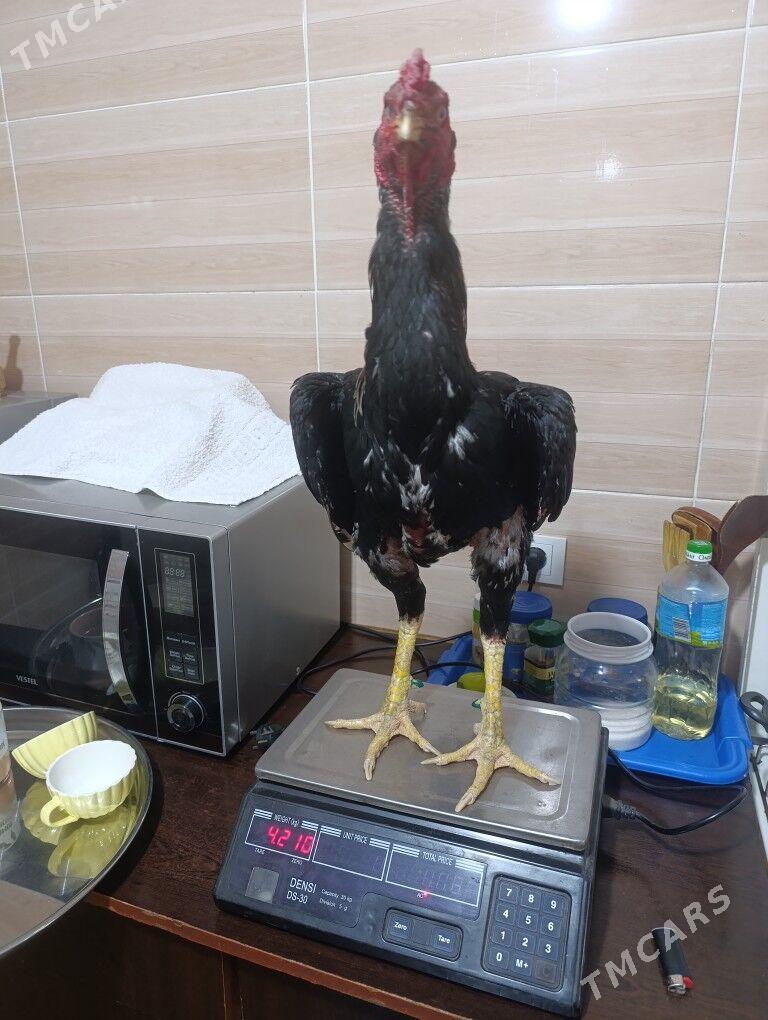 Horoz - Ýolöten - img 3