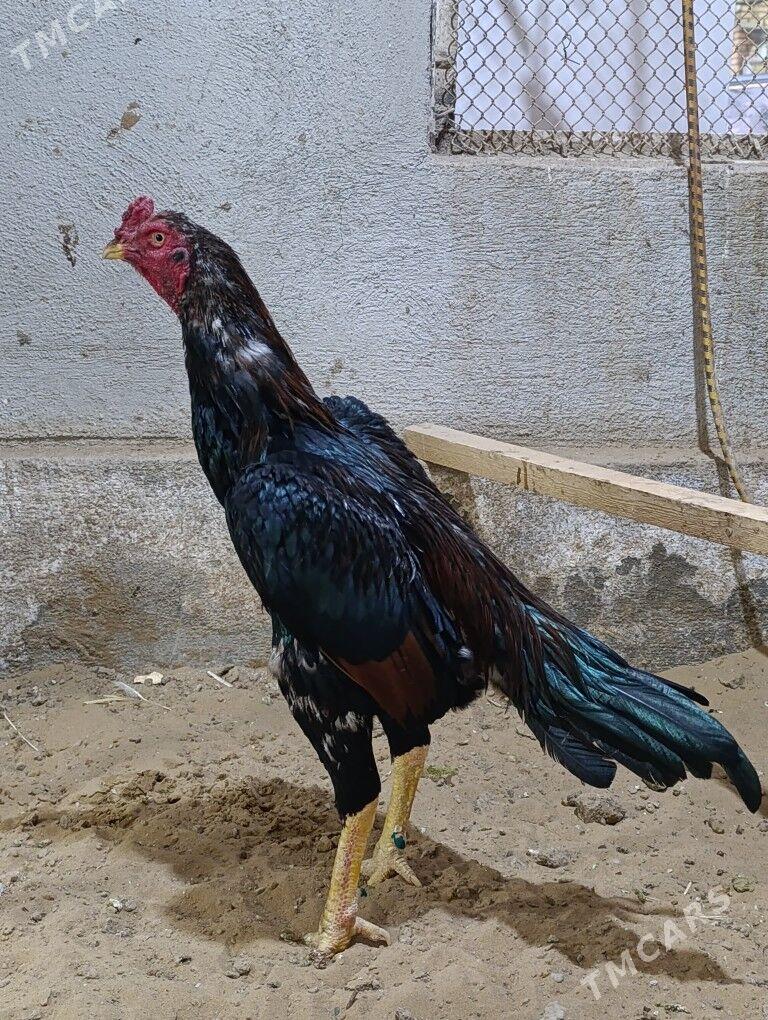 Horoz - Ýolöten - img 5