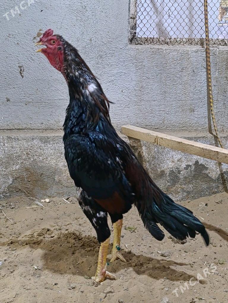 Horoz - Ýolöten - img 2