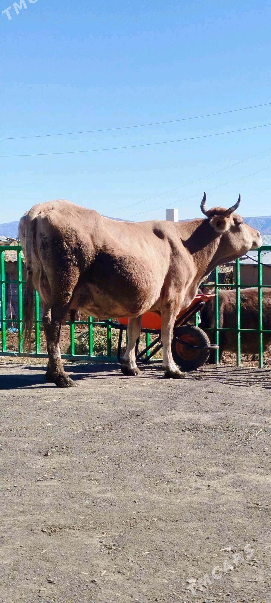 Süÿtly tohum şiwit sygyr - Bäherden - img 3