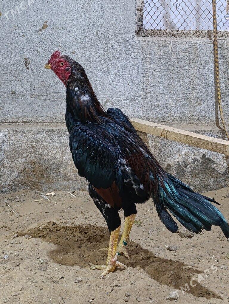 Horoz - Ýolöten - img 4