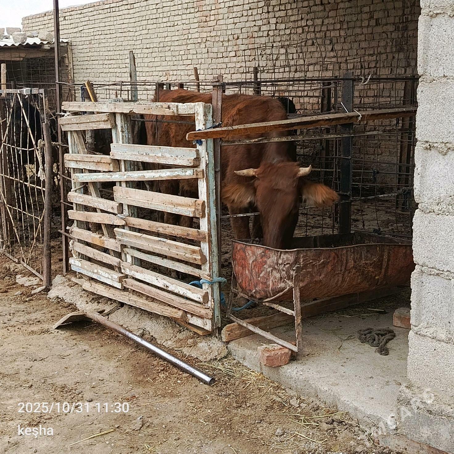 okuz - Bäherden - img 2