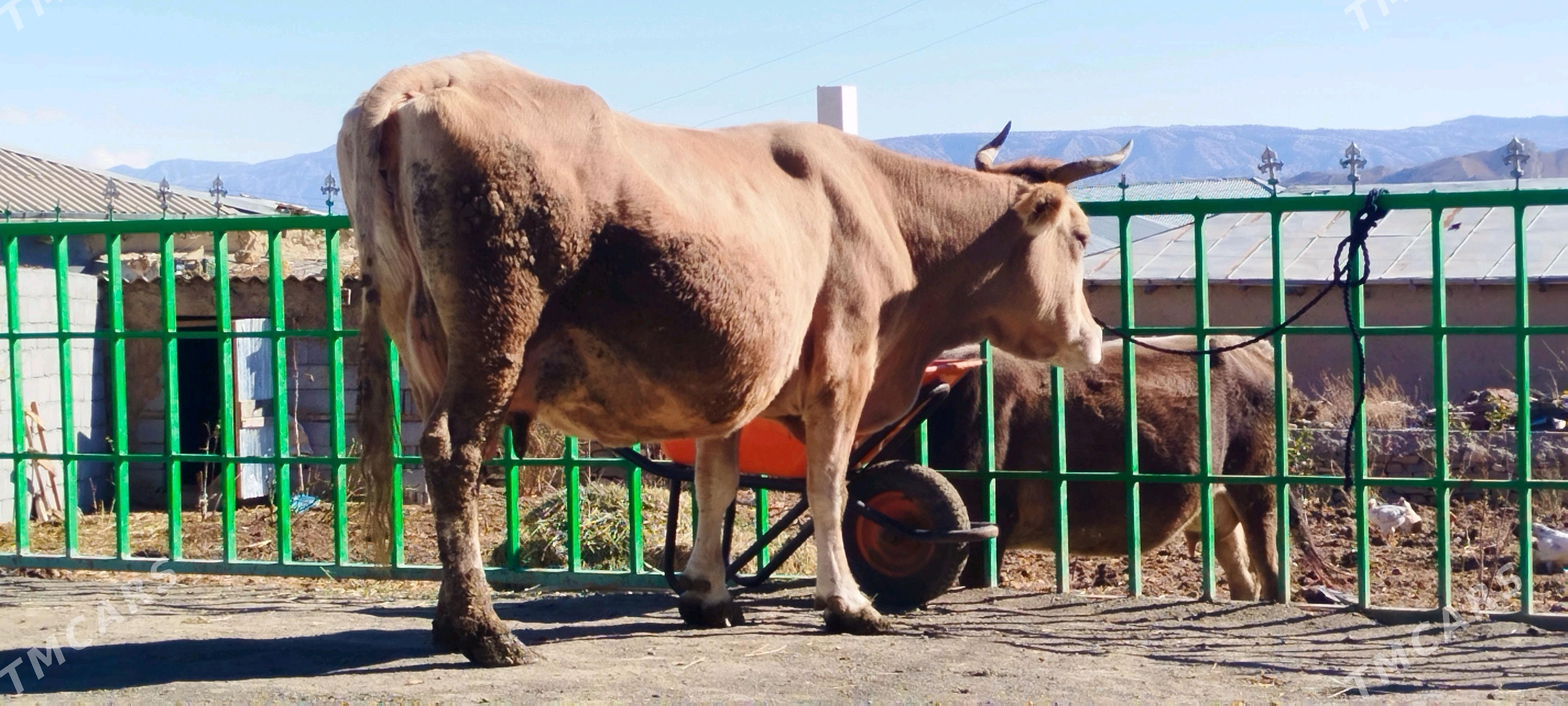 Süÿtly tohum şiwit sygyr - Bäherden - img 4