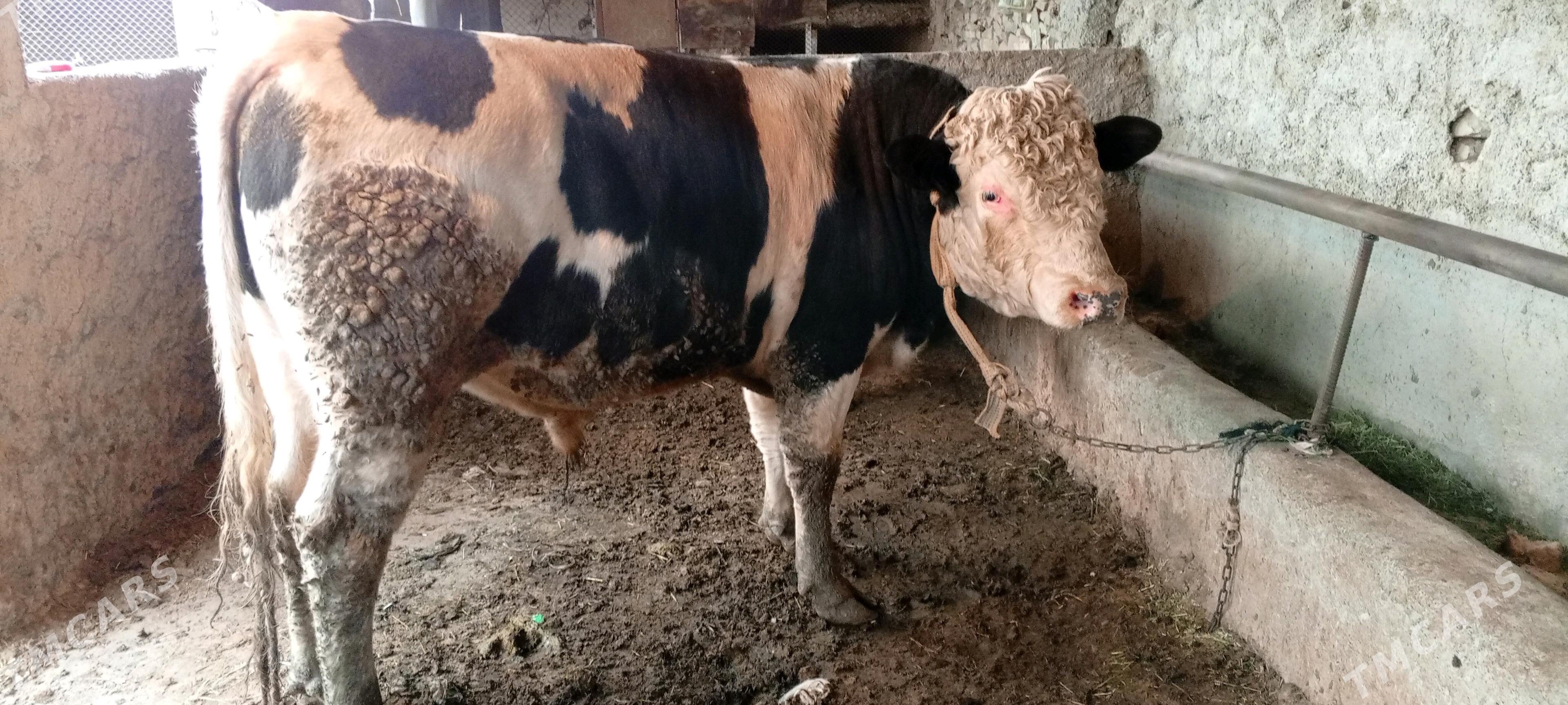 okuz we sygyr - Bäherden - img 2