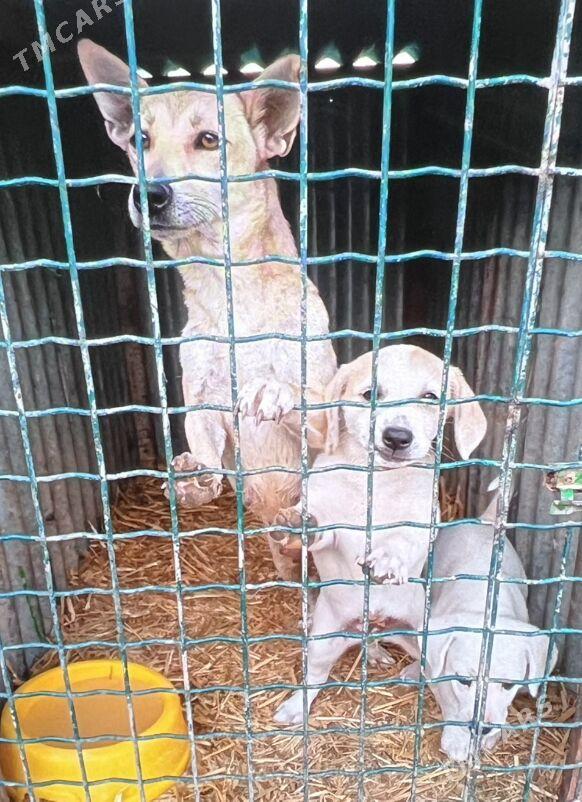 Ищем дом - Aşgabat - img 2