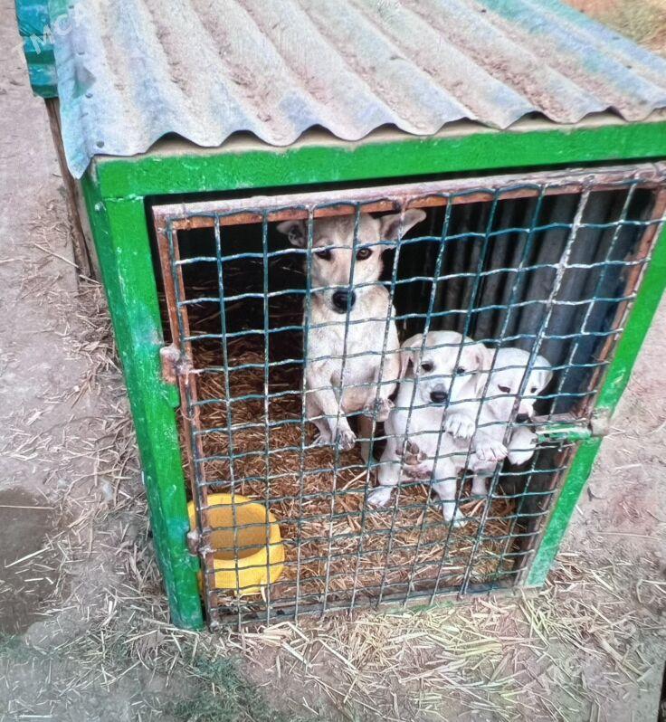 Ищем дом - Aşgabat - img 3