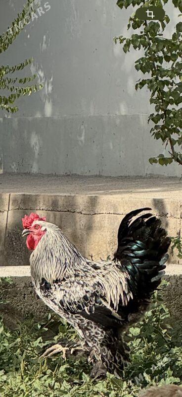 induk owgan balgar brama - Änew - img 6